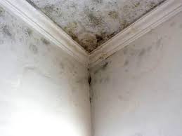 Best Residential Mold Inspection & Testing  in Lewisburg, KY