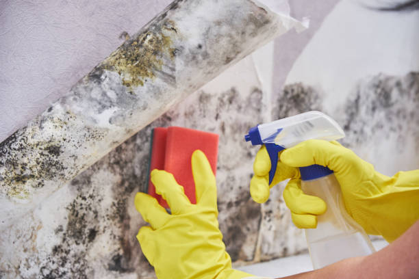 Best Biohazard Mold Removal  in Lewisburg, KY